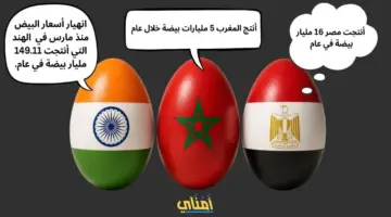 تراجع أسعار البيض بدأ من الهند ووصل إلى المغرب ومصر